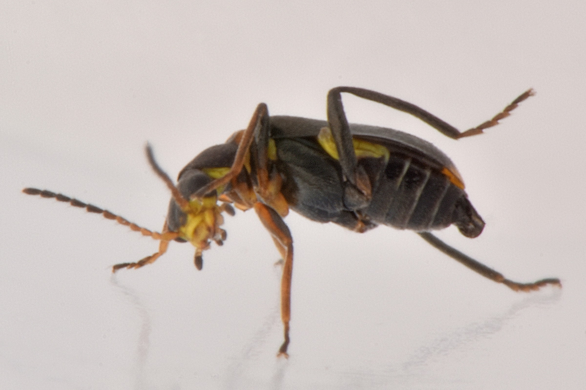 Malachiidae: Sphinginus lobatus ? S !